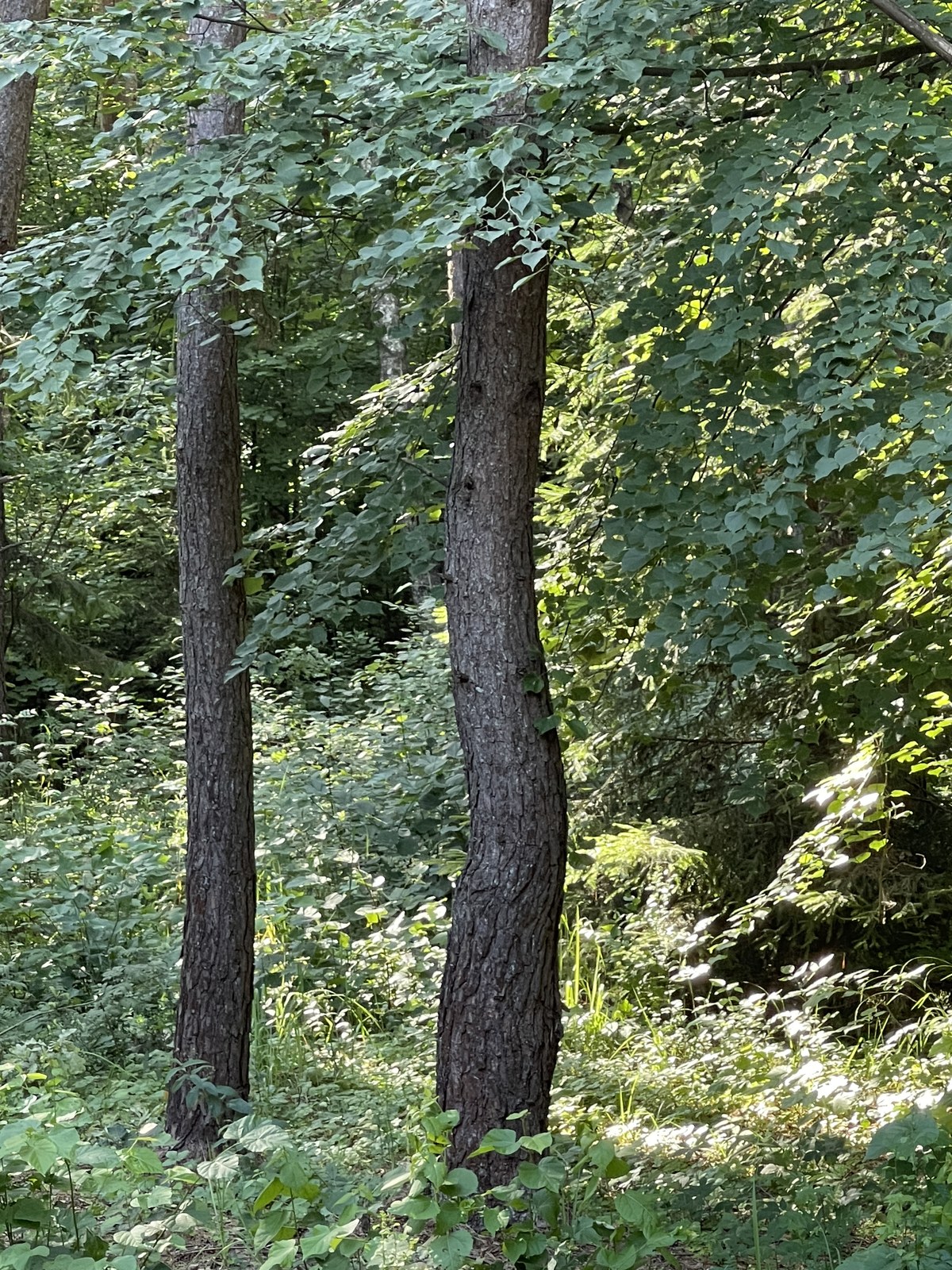 Miškas Survilų sodybos teritorijoje